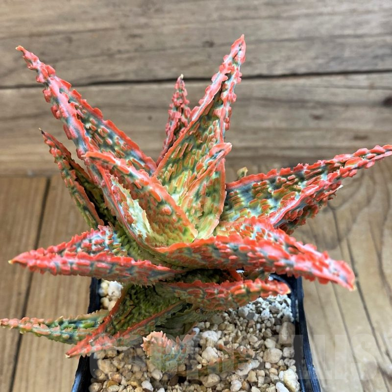 SH18054 Aloe TCT hybrid