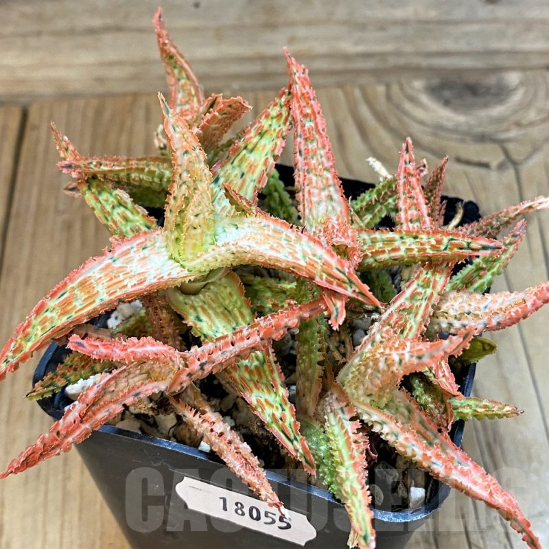 SH18055 Aloe TCT hybrid mix