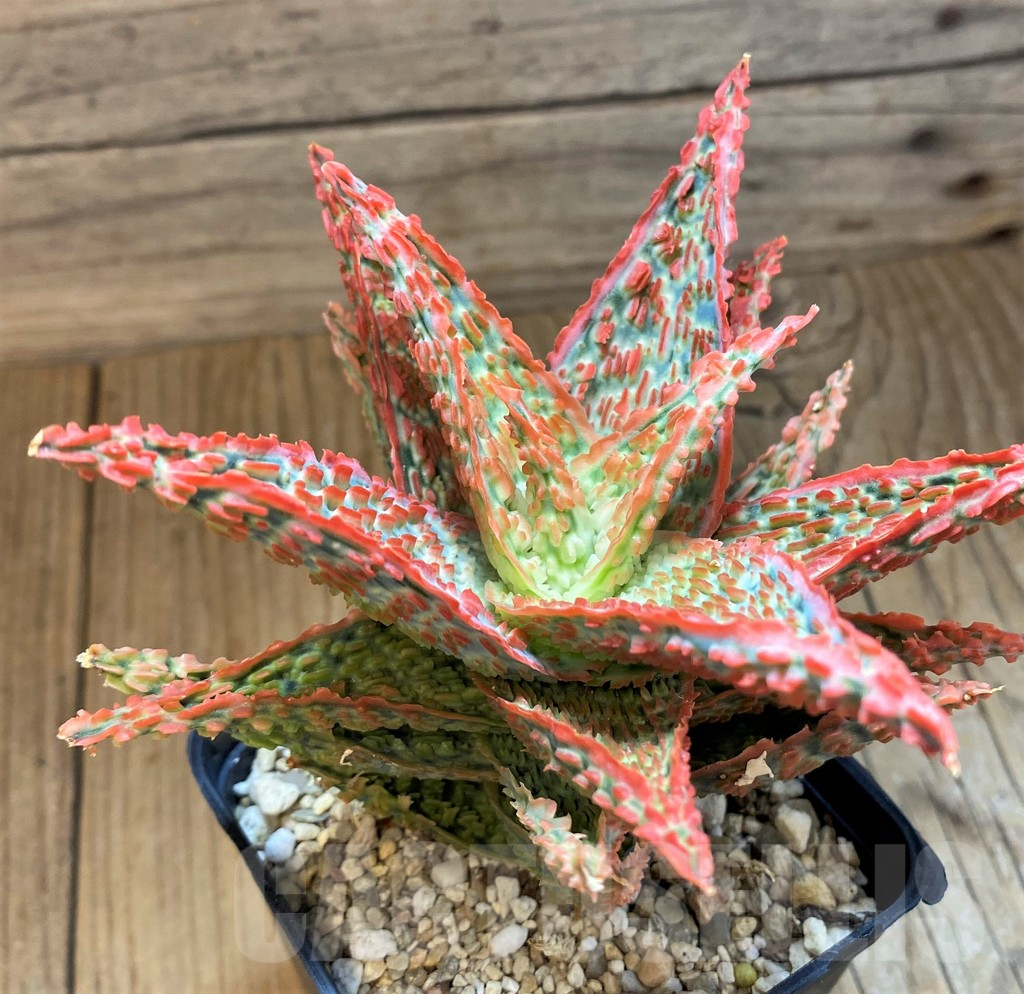 SH18057 Aloe TCT hybrid