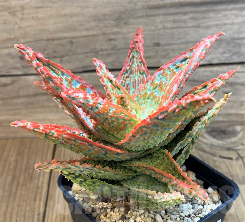 SH18057 Aloe TCT hybrid - immagine 2