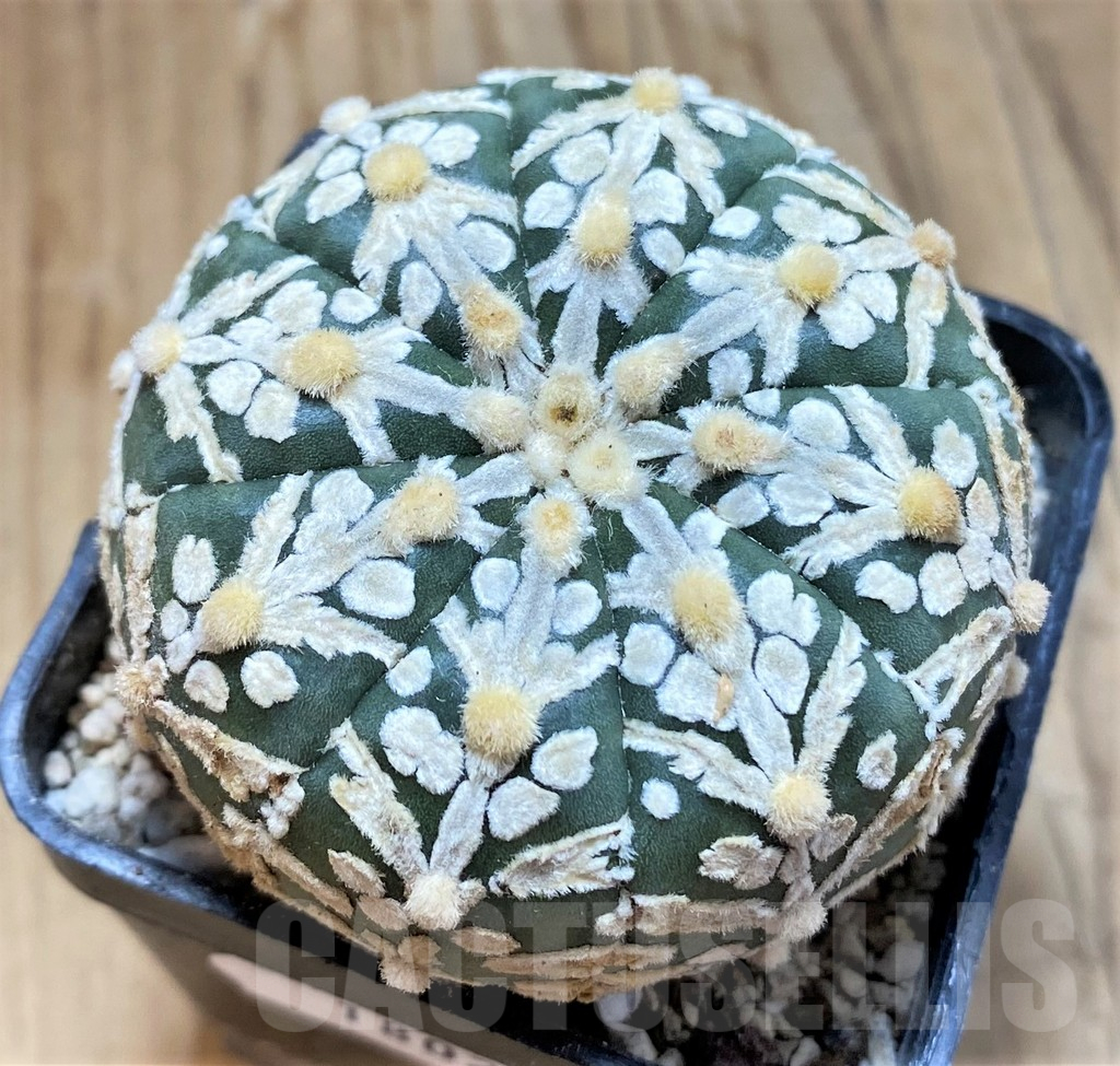 SH18025 Astrophytum asterias 'Super Kabuto' V-type