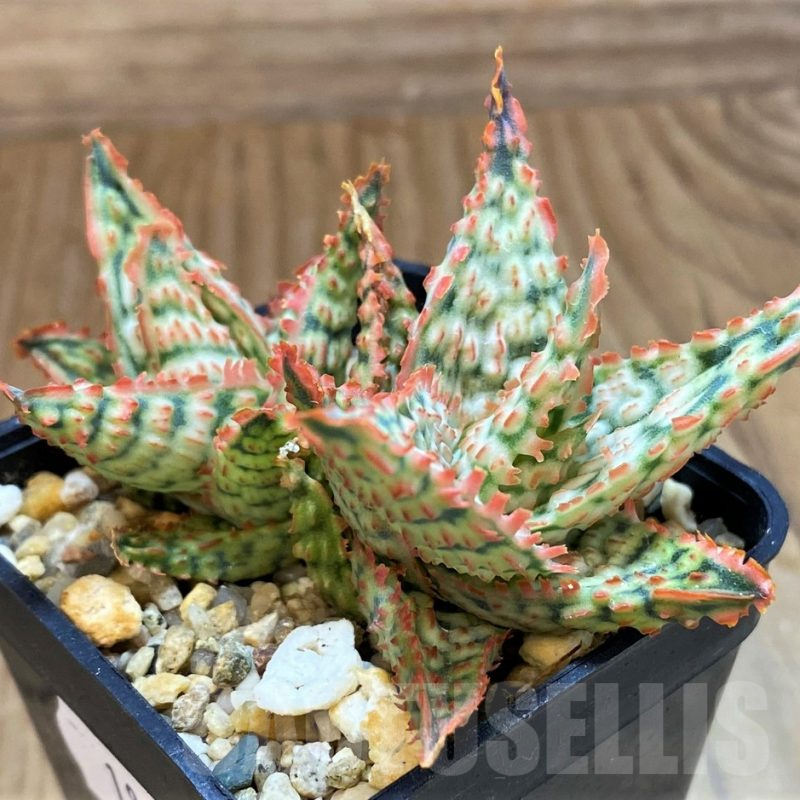 SH18059 Aloe TCT hybrid