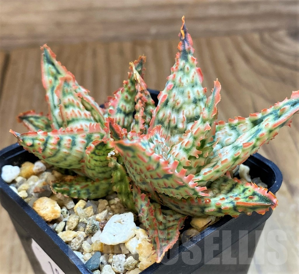 SH18059 Aloe TCT hybrid