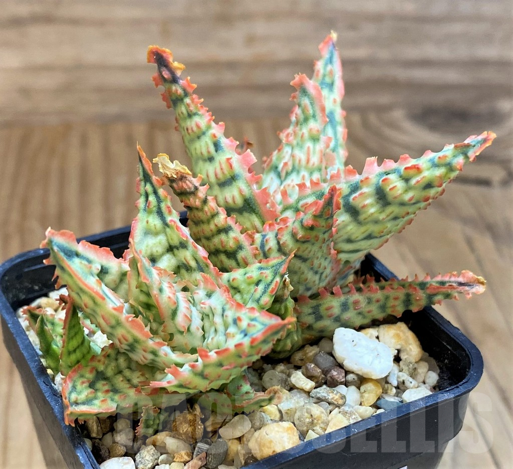 SH18059 Aloe TCT hybrid - immagine 2