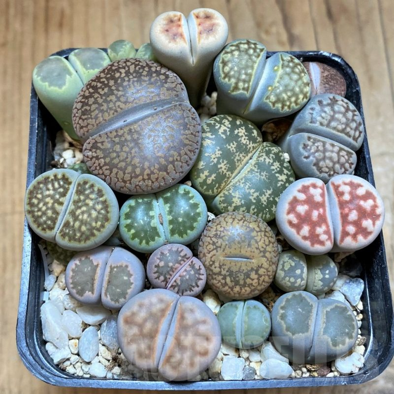SH18061 Lithops mix