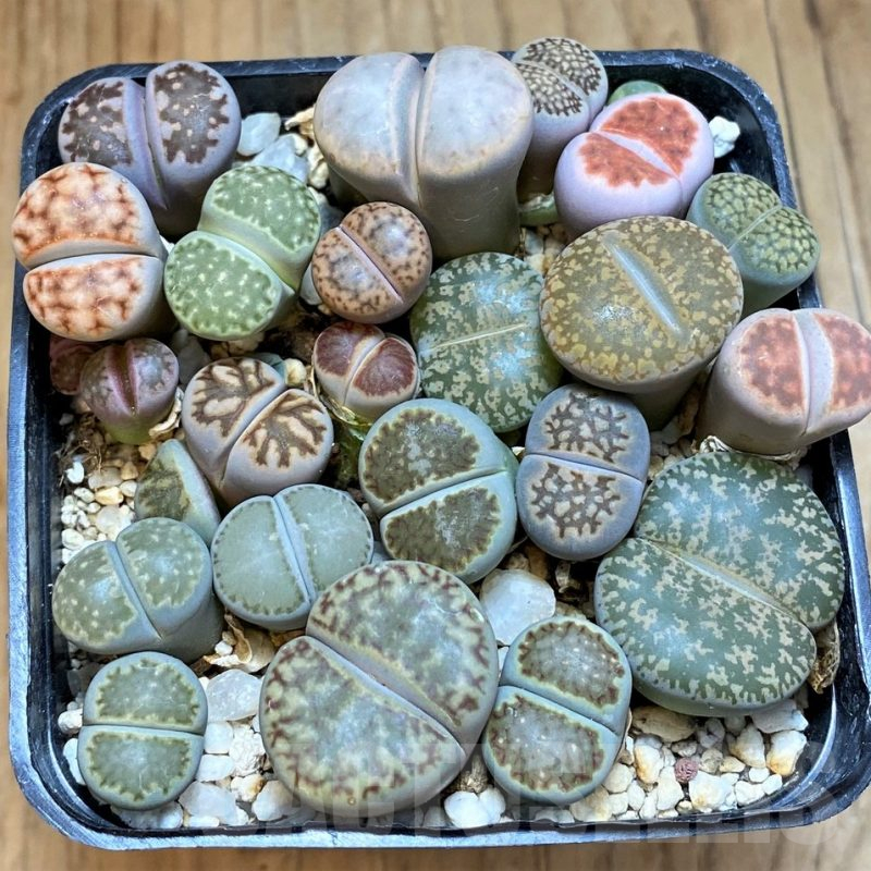 SH18063 Lithops mix