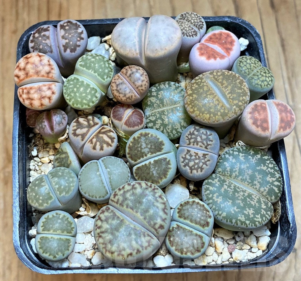 SH18063 Lithops mix