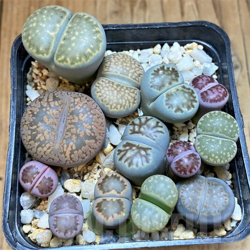 SH18064 Lithops mix