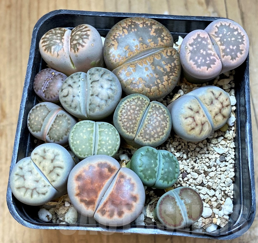 SH18065 Lithops mix