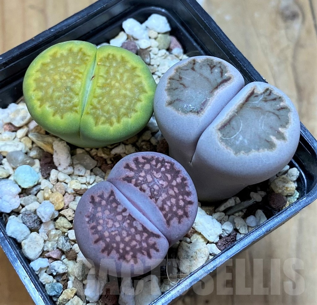 SH18067 Lithops mix
