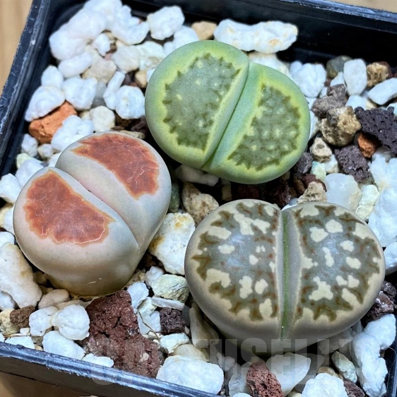 SH18068 Lithops mix