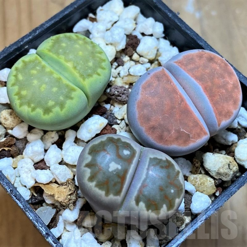 SH18069 Lithops mix
