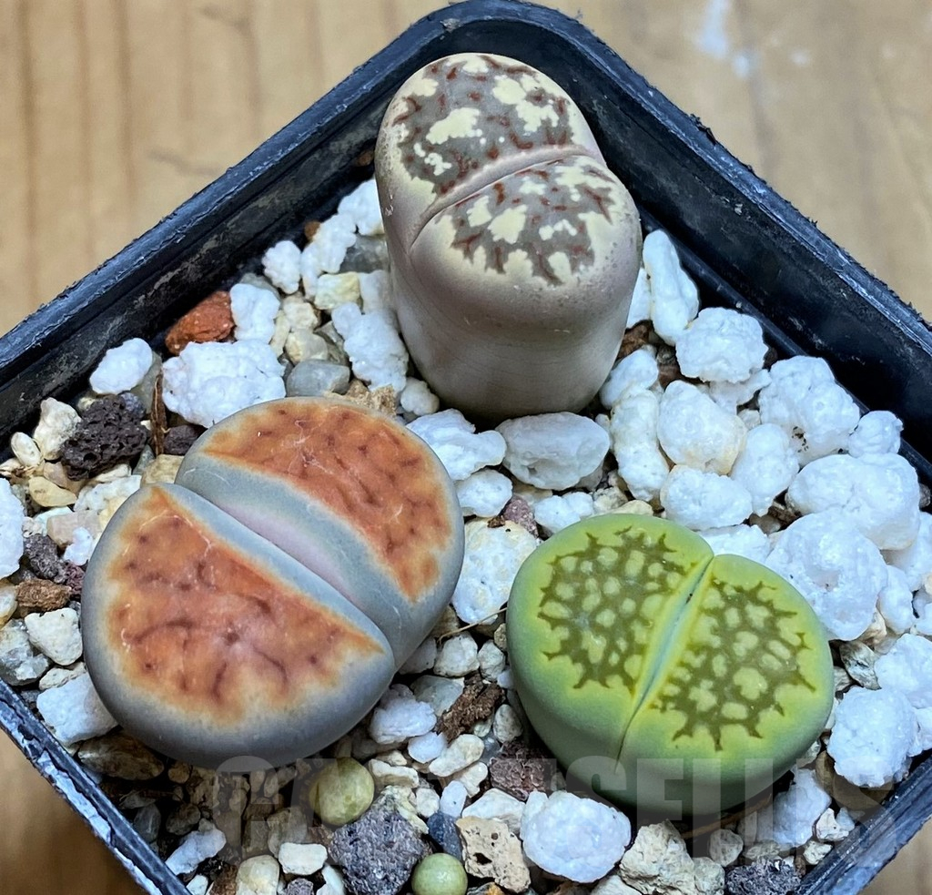 SH18070 Lithops mix