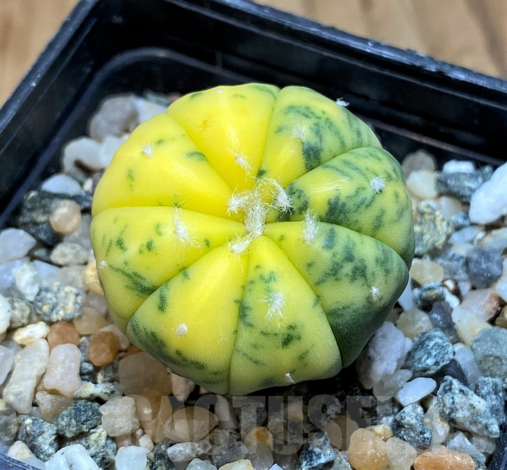 SH18074 Astrophytum asterias f. variegata