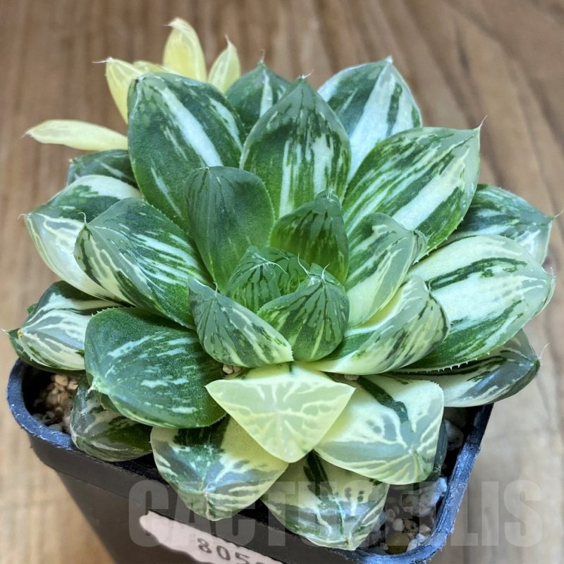SH18075 Haworthia obtusa 'Marin' f. variegata
