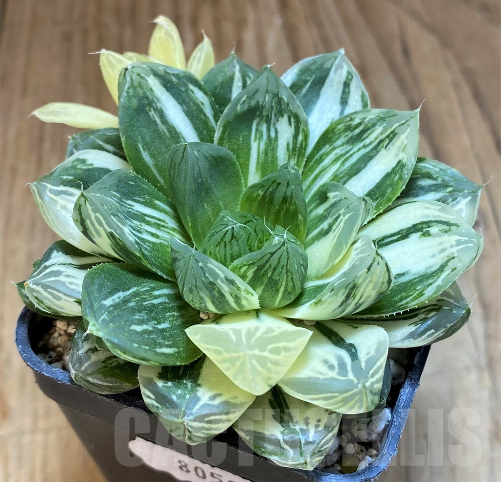 SH18075 Haworthia obtusa 'Marin' f. variegata