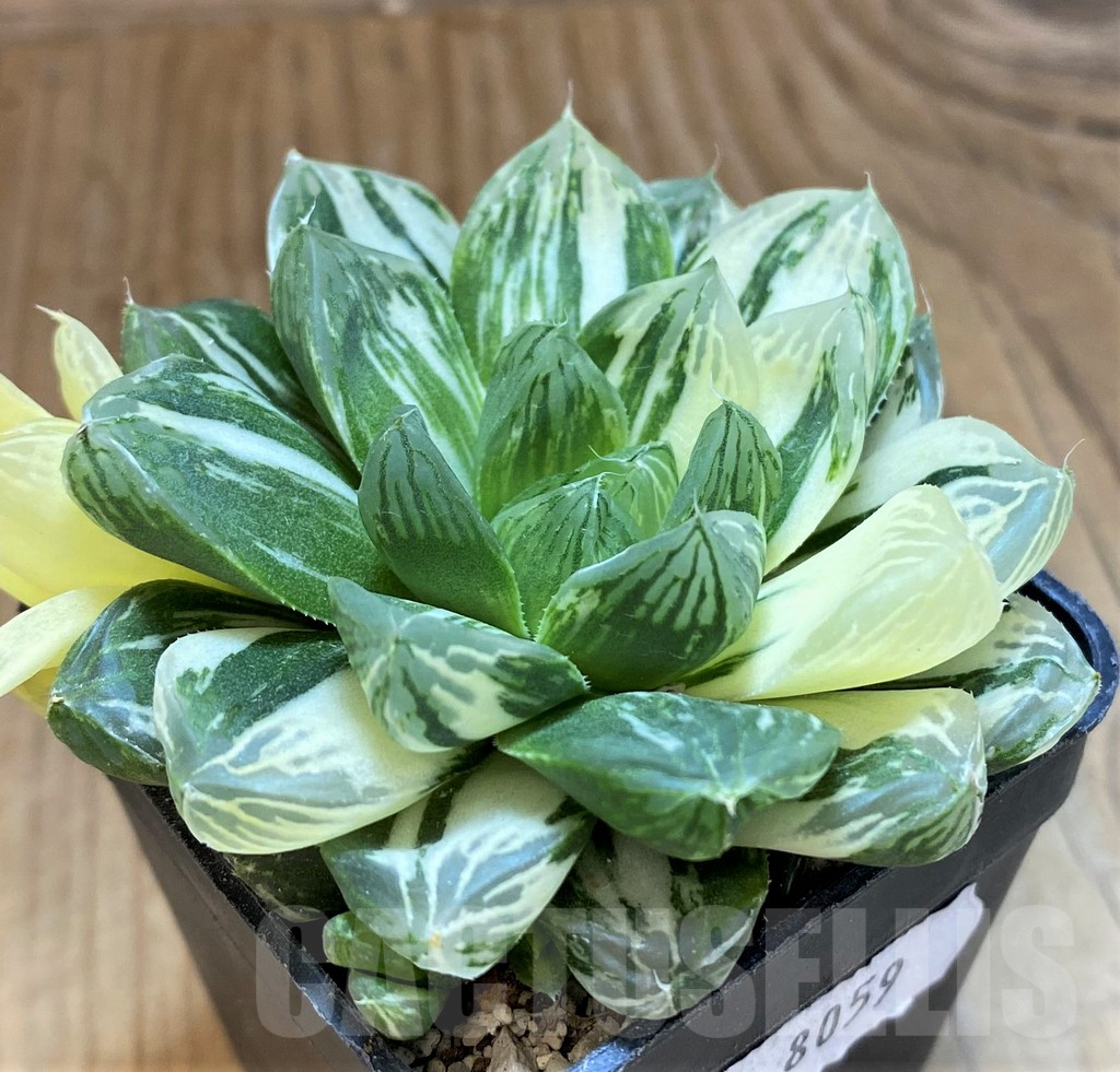 SH18075 Haworthia obtusa 'Marin' f. variegata - Image 2