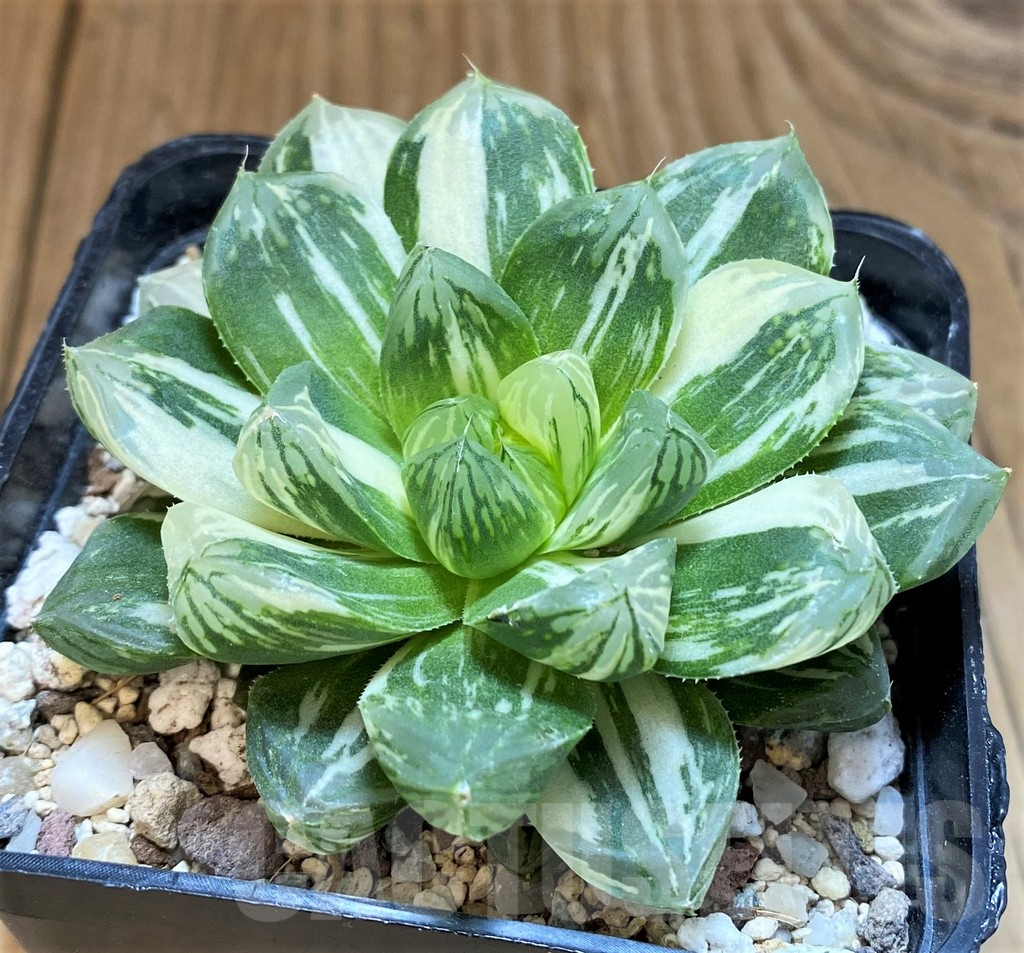 SH18076 Haworthia obtusa ‘Marin’ f. variegata