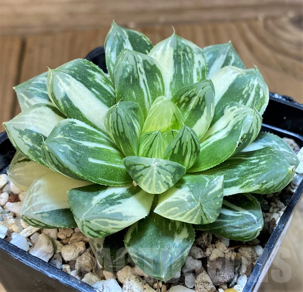 SH18076 Haworthia obtusa ‘Marin’ f. variegata - Image 2
