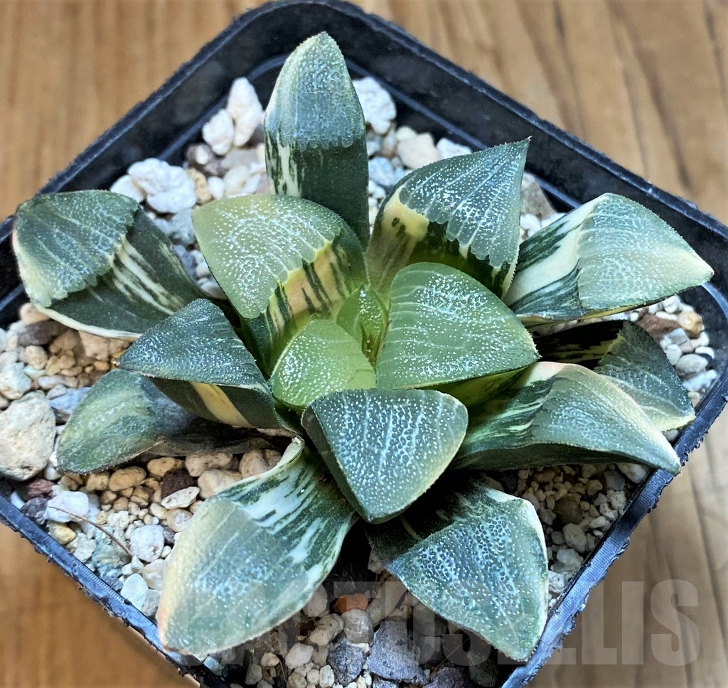 SH18077 Haworthia bayeri f. variegata - Image 3