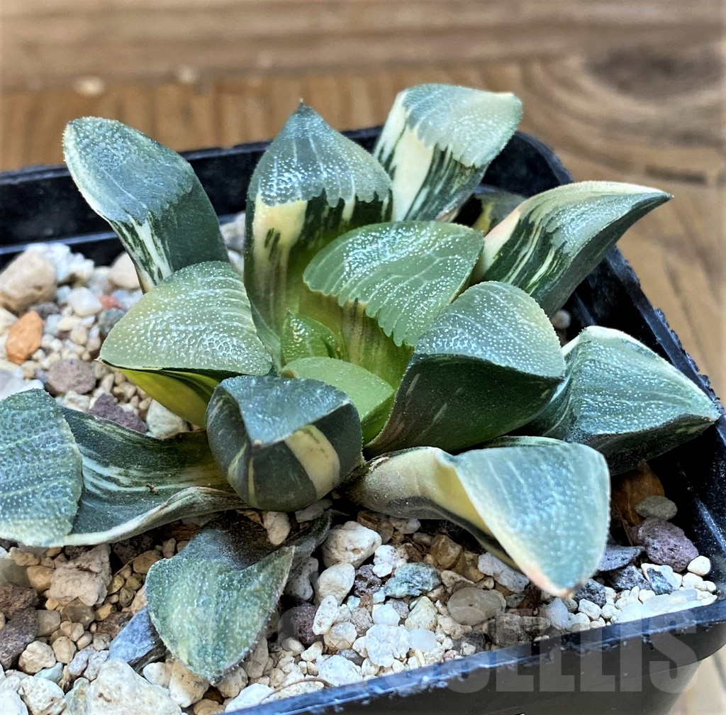 SH18077 Haworthia bayeri f. variegata - Image 2