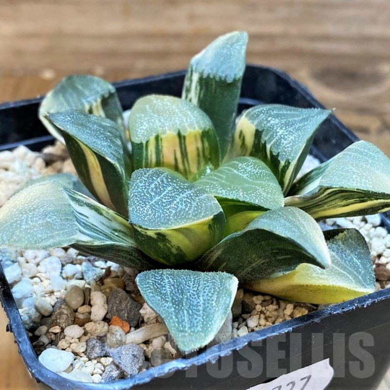SH18077 Haworthia bayeri f. variegata