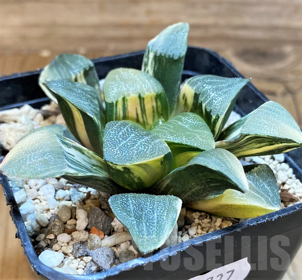 SH18077 Haworthia bayeri f. variegata