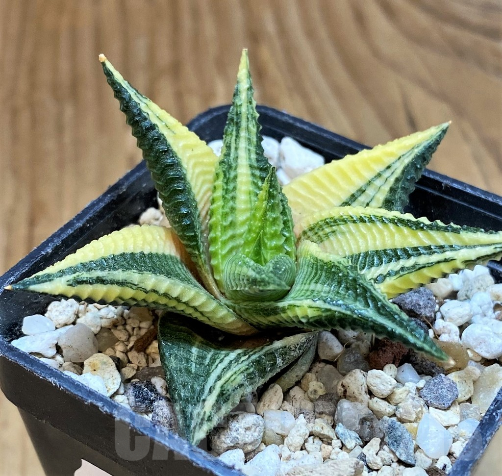 SH18078 Haworthia limifolia f. variegata