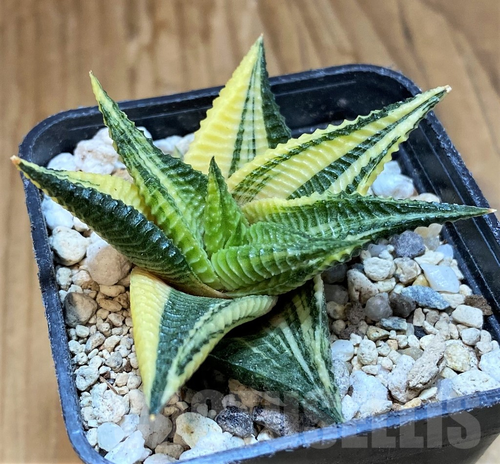 SH18078 Haworthia limifolia f. variegata - Imagen 2