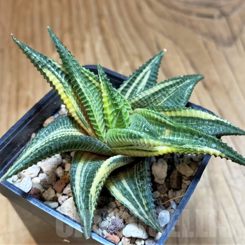 SH18079 Haworthia limifolia f. variegata