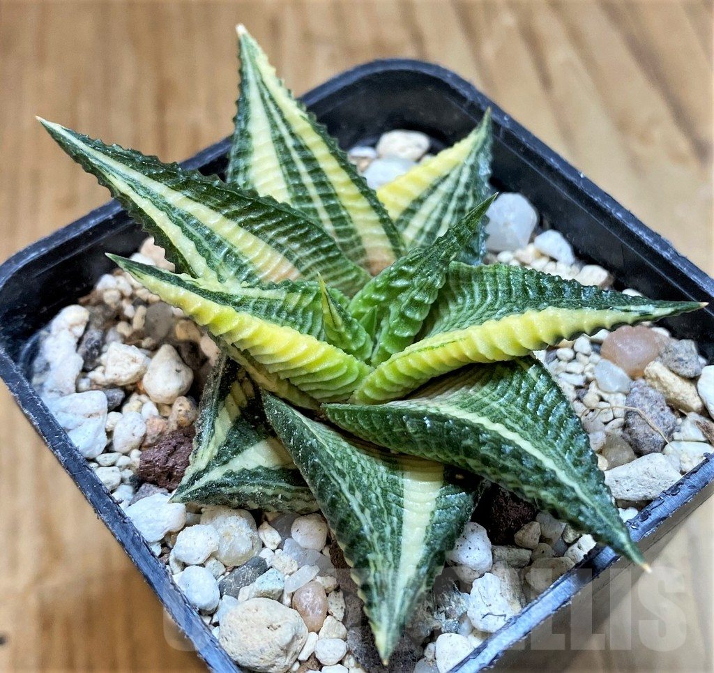 SH18080 Haworthia limifolia f. variegata