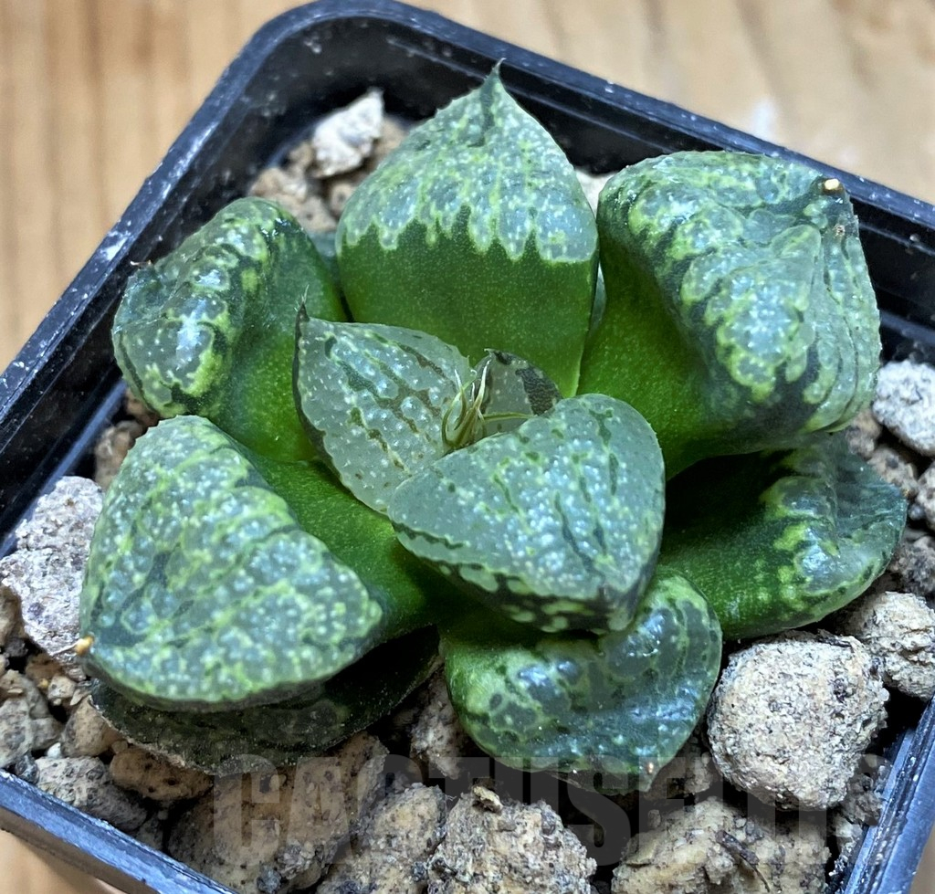 SH18081 Haworthia emelyae mutant