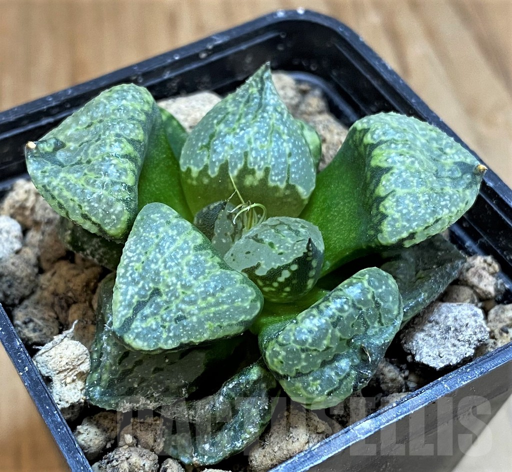 SH18081 Haworthia emelyae mutant - Image 2