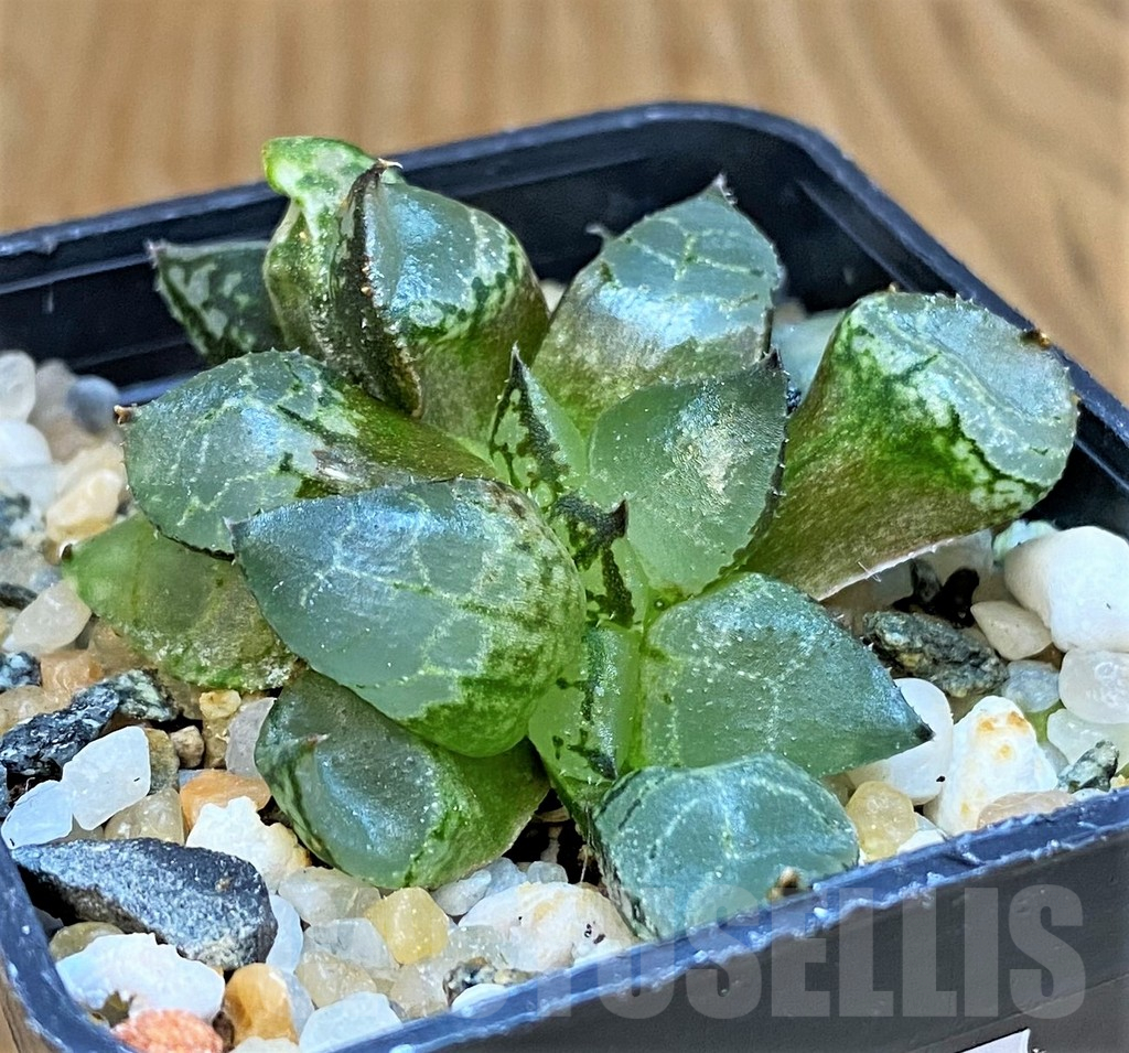 SH18082 Haworthia comptoniana mutant - Image 2