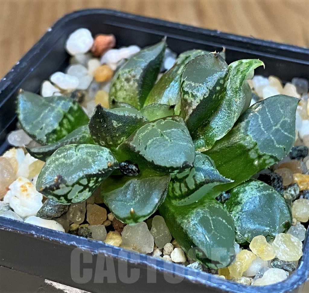 SH18082 Haworthia comptoniana mutant