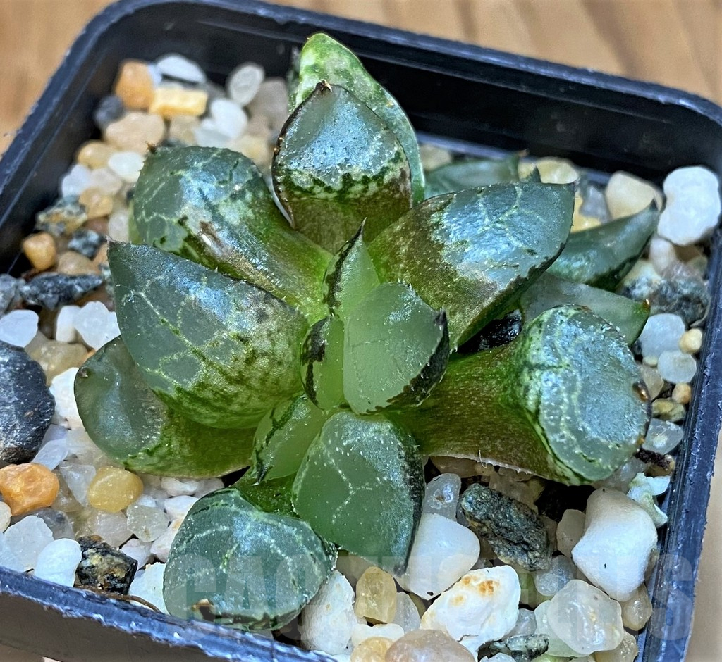 SH18082 Haworthia comptoniana mutant - Image 3