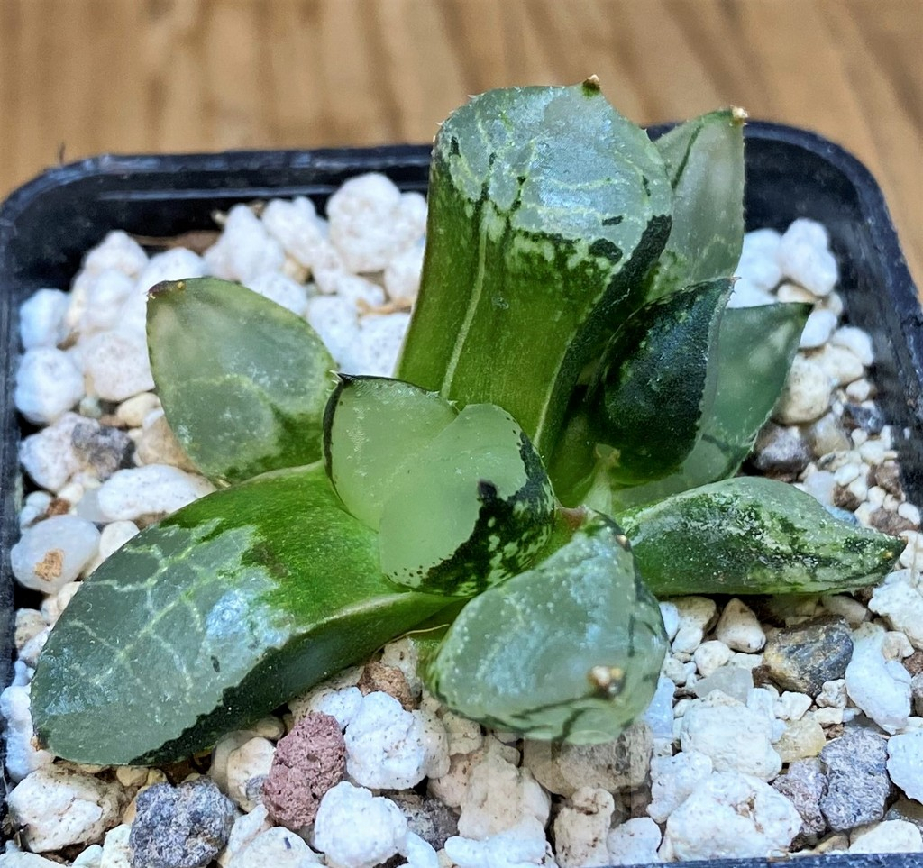 SH18083 Haworthia comptoniana mutant - immagine 2