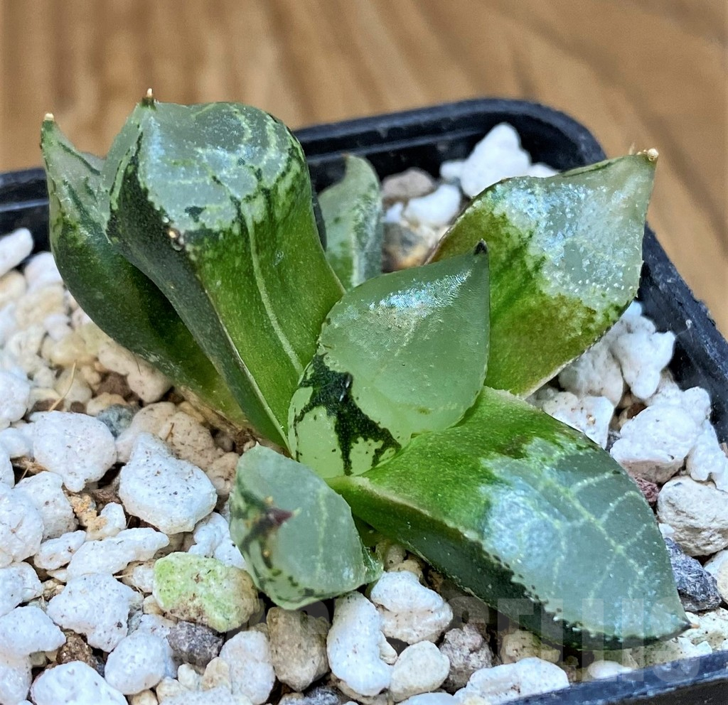 SH18083 Haworthia comptoniana mutant