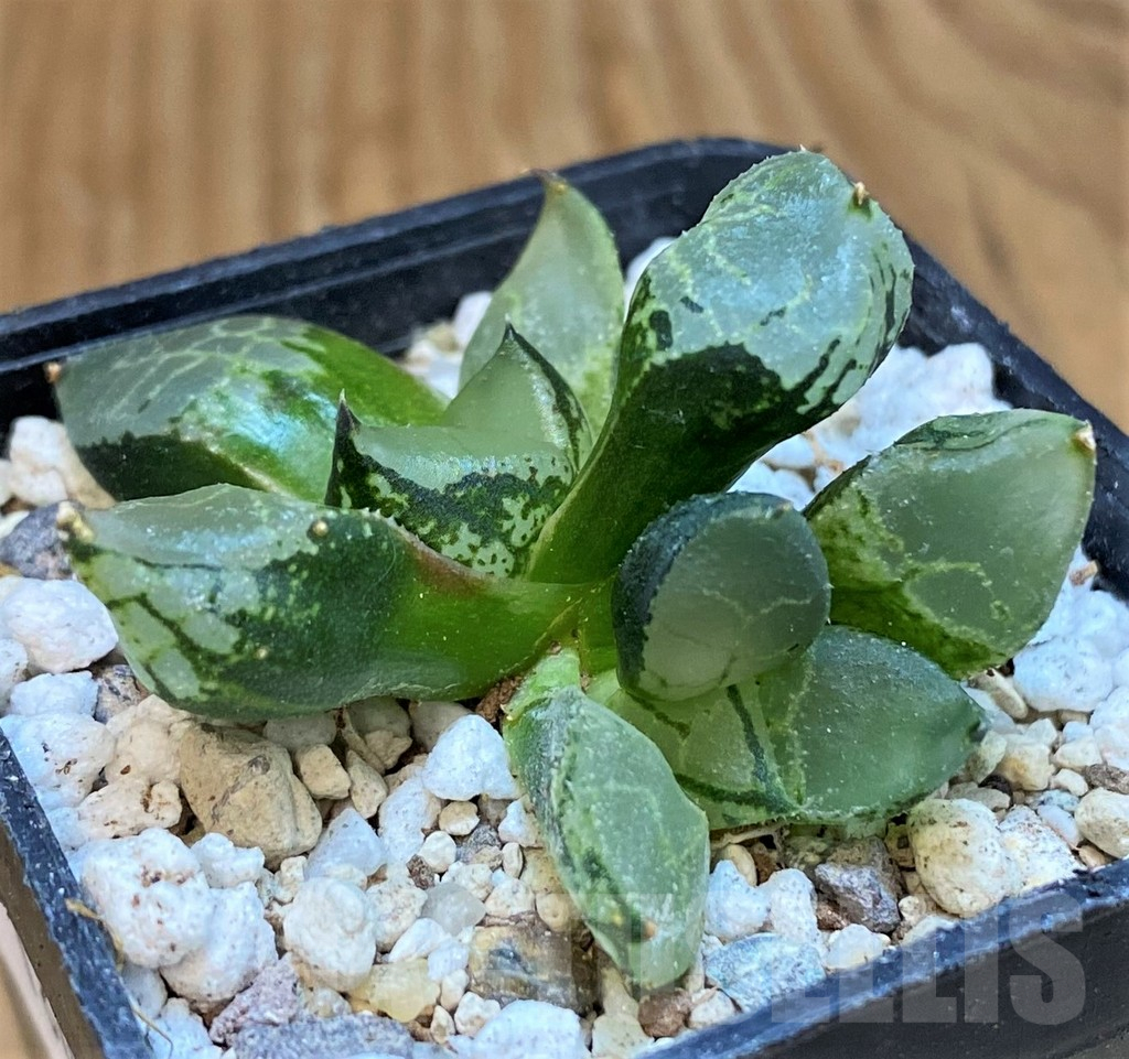 SH18083 Haworthia comptoniana mutant - immagine 3