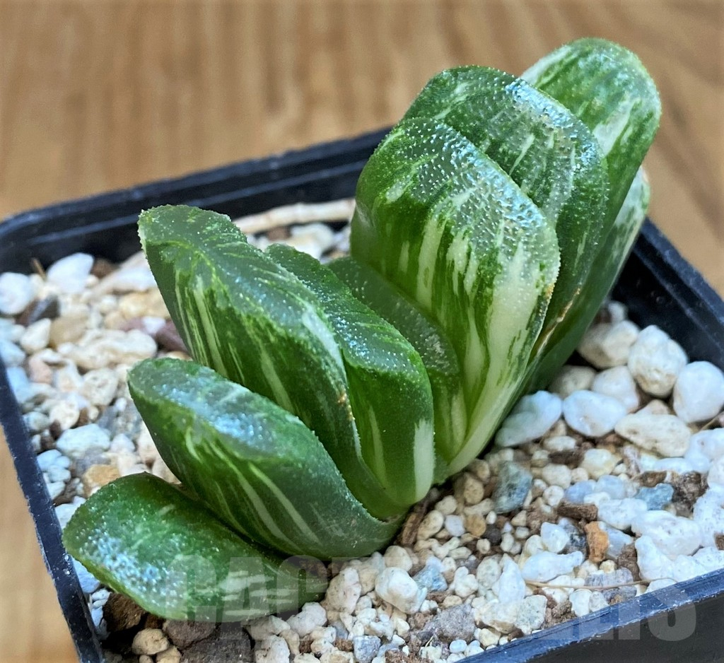 SH18087 Haworthia truncata ‘Lime Green’ f. variegata