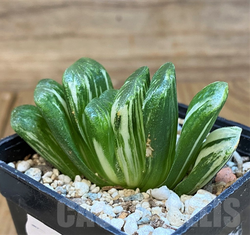 SH18087 Haworthia truncata ‘Lime Green’ f. variegata - immagine 2