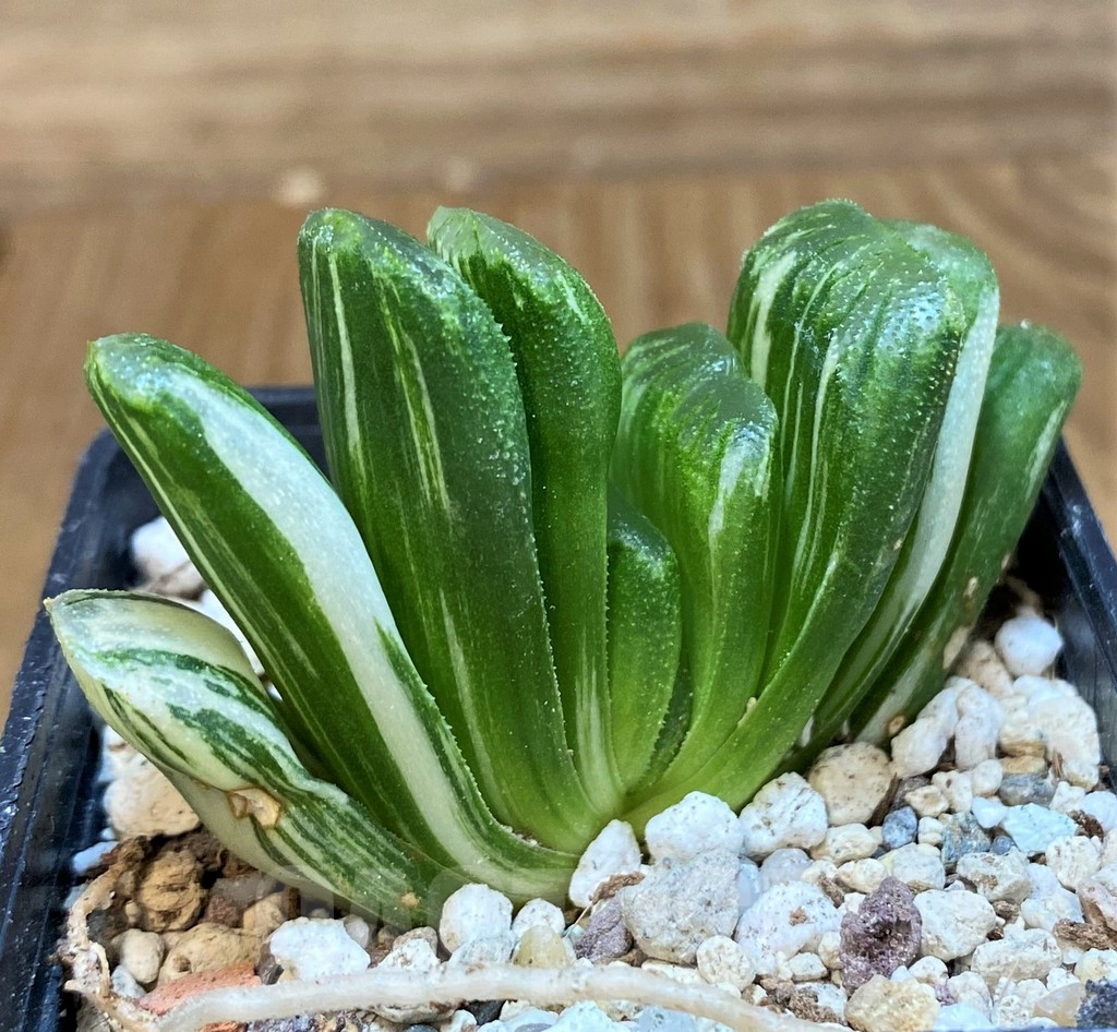 SH18087 Haworthia truncata ‘Lime Green’ f. variegata - immagine 3