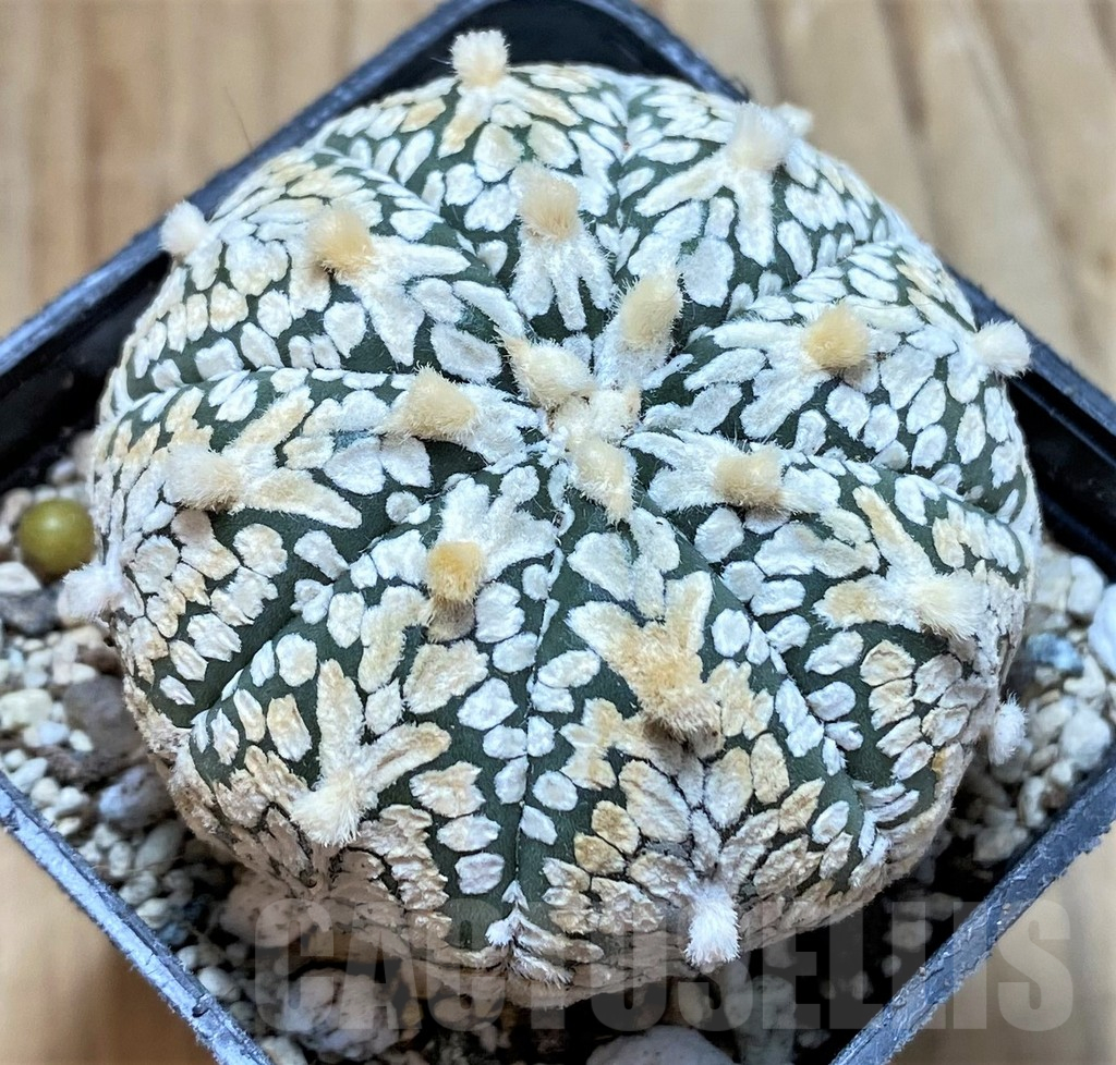 SH18020 Astrophytum asterias 'Super Kabuto' V-type