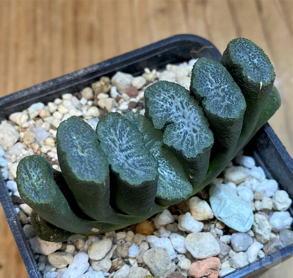 SH18088 Haworthia truncata -Japan-
