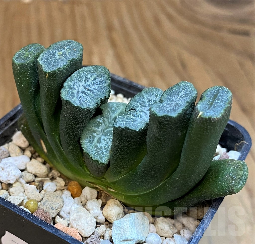 SH18088 Haworthia truncata -Japan- - immagine 2