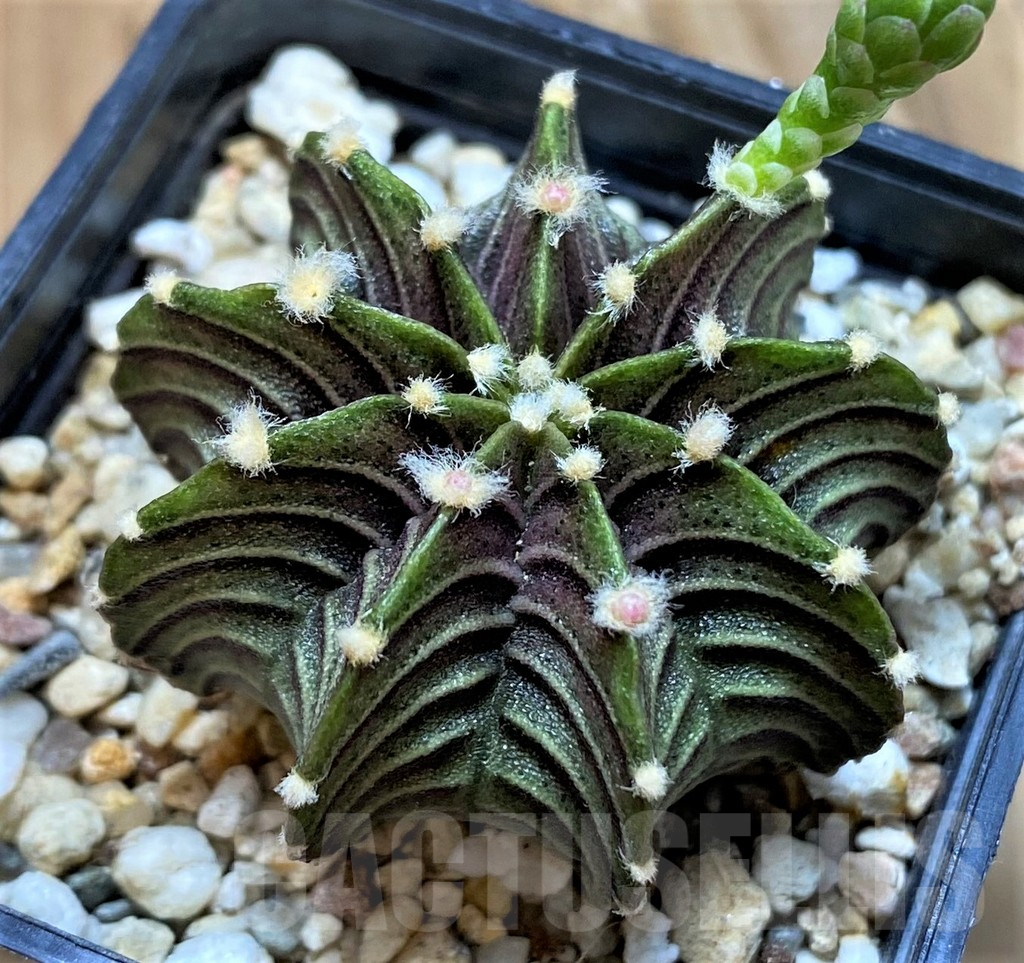 SH18030 Gymnocalycium friedrichii LB