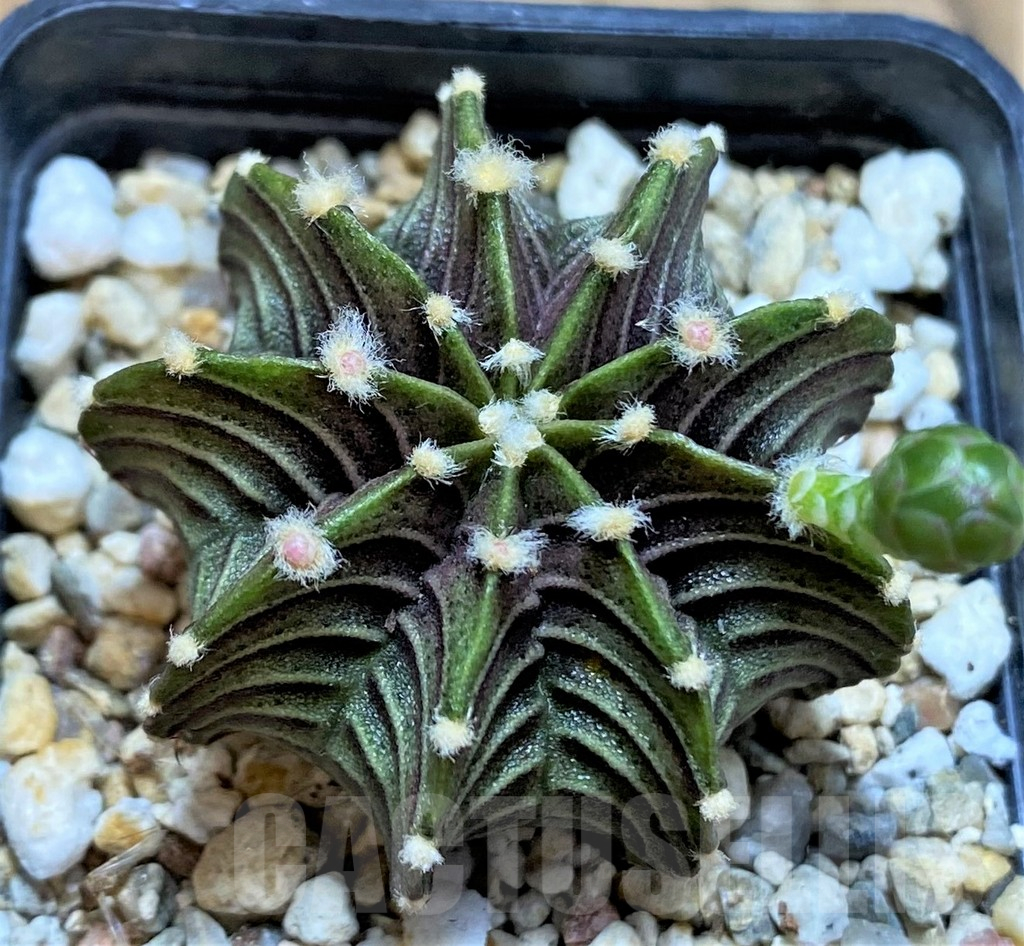 SH18030 Gymnocalycium friedrichii LB - Image 2