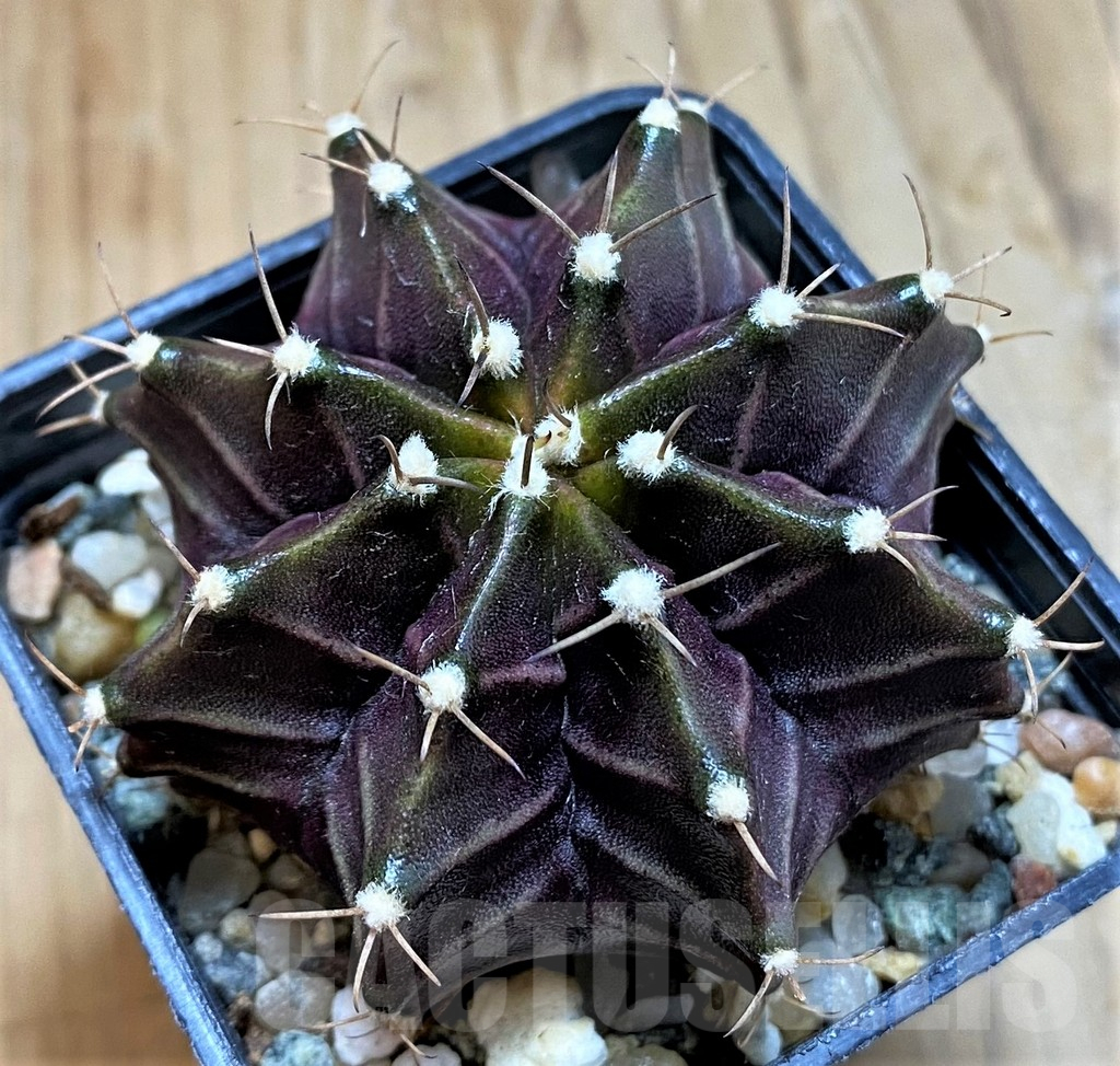 SH18031 Gymnocalycium mihanovichii ‘Black Widow’ - Imagen 2