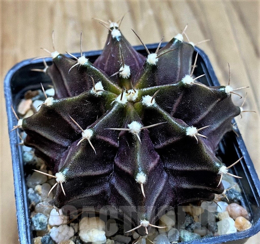 SH18031 Gymnocalycium mihanovichii ‘Black Widow’