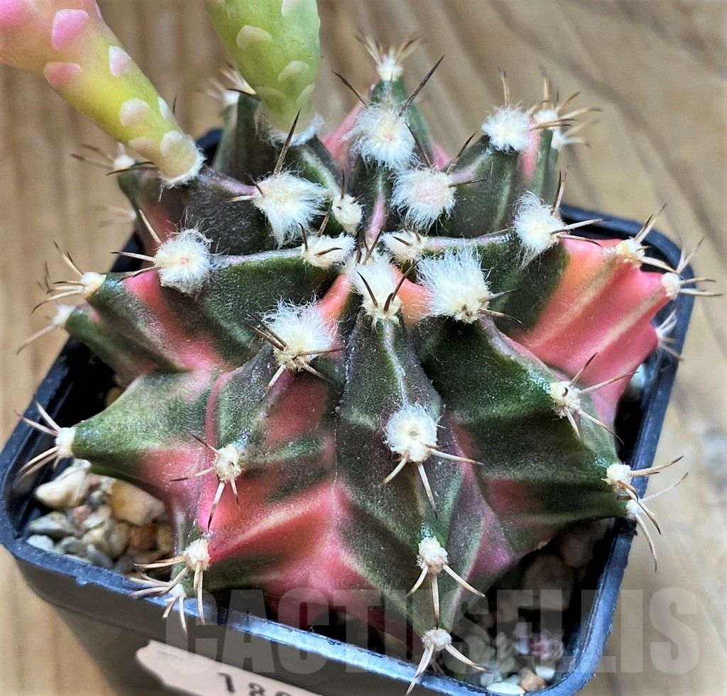 SH18033 Gymnocalycium mihanovichii f. variegata - Image 2